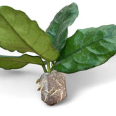 Hoya globulosa (villosa) potted houseplant in nursery pot on white background, product photo 3.