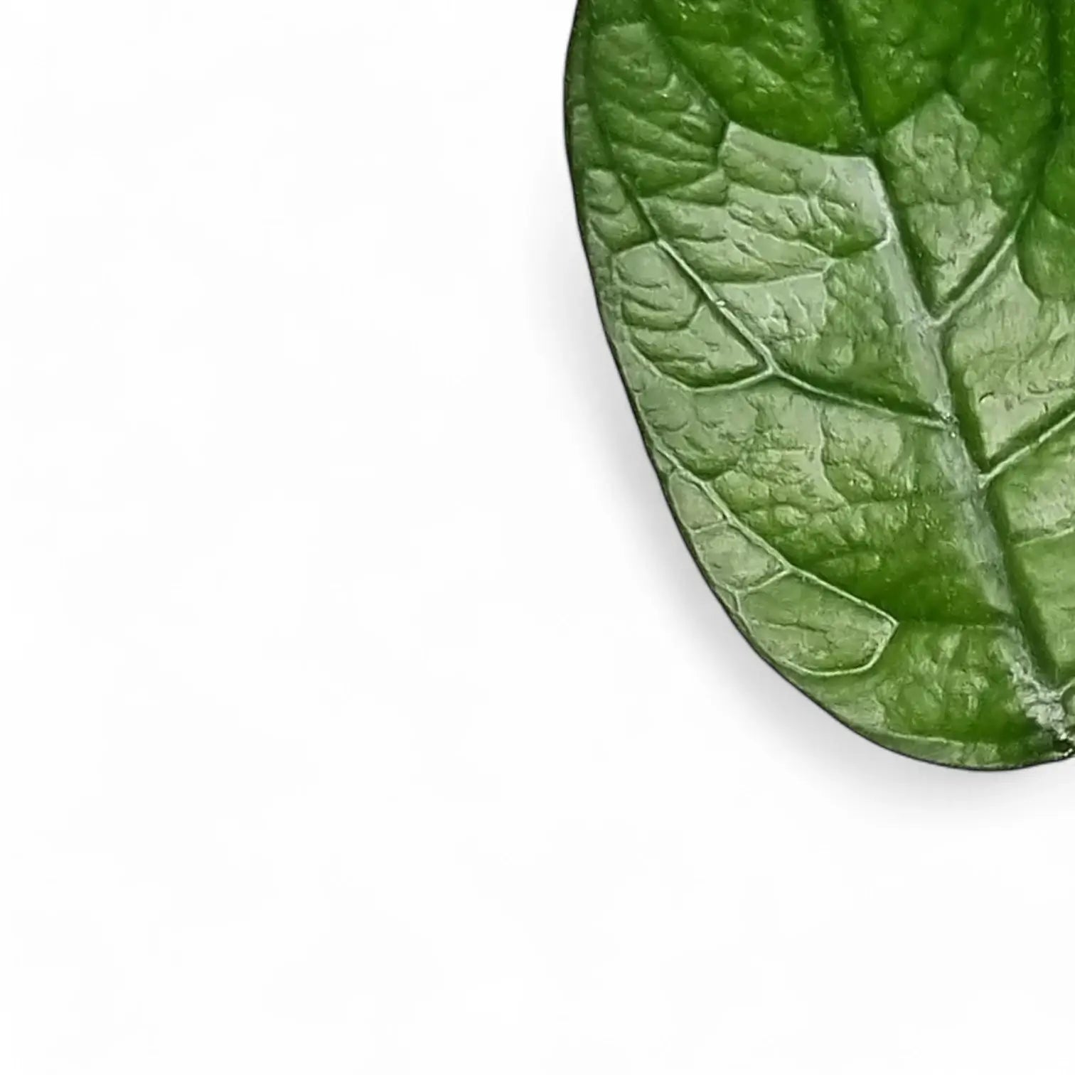 Hoya globulosa (villosa) Cao Bang leaf close-up on white background.