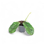 Hoya globulosa (villosa) Cao Bang potted houseplant in nursery pot on white background, product photo 2.