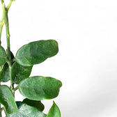 Hoya globulosa (villosa) 'Long Leaf' leaf close-up on white background.