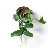 Hoya globulosa (villosa) 'Long Leaf' potted houseplant in nursery pot on white background, product photo 2.