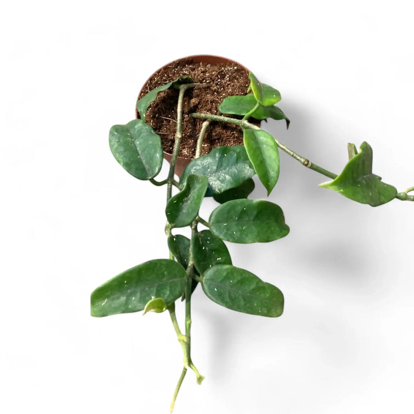Hoya globulosa (villosa) 'Long Leaf' Zimmerpflanze im Anzuchttopf vor weißem Hintergrund, Produktfoto 2.