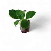 Hoya heuschkeliana albomarginata potted houseplant in nursery pot on white background, product photo 2.