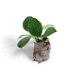 Hoya heuschkeliana albomarginata potted houseplant in nursery pot on white background, product photo 4.
