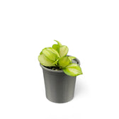 Hoya heuschkeliana variegata Zimmerpflanze im Anzuchttopf vor weißem Hintergrund, Produktfoto 3.