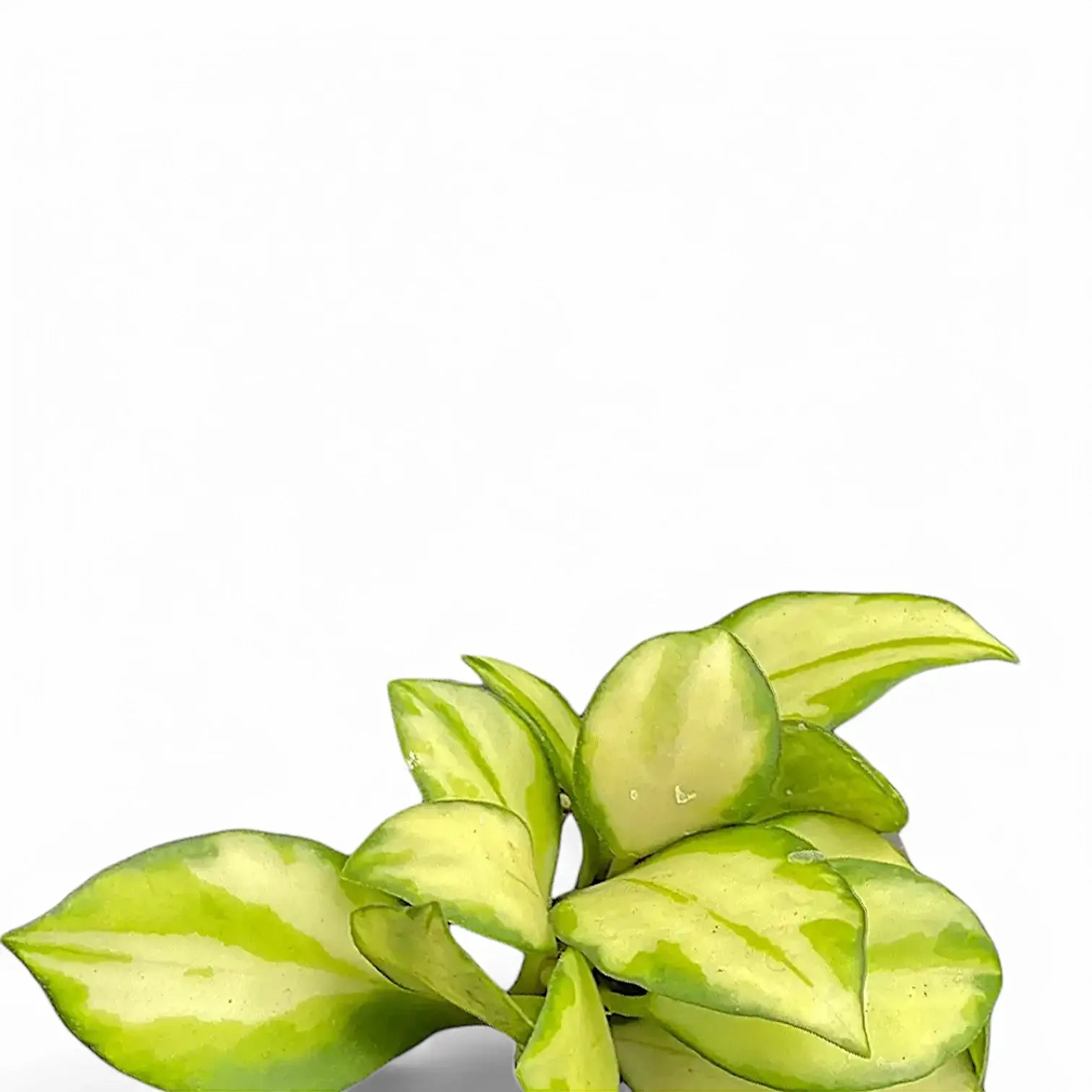 Hoya heuschkeliana variegata Zimmerpflanze im Anzuchttopf vor weißem Hintergrund, Produktfoto 4.