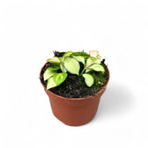 Hoya heuschkeliana variegata Zimmerpflanze im Anzuchttopf vor weißem Hintergrund, Produktfoto 5.