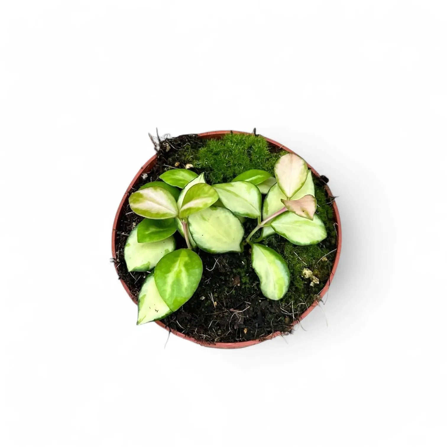 Hoya heuschkeliana variegata Zimmerpflanze im Anzuchttopf vor weißem Hintergrund, Produktfoto 6.