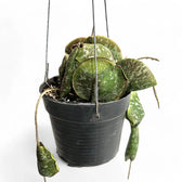 Hoya imbricata Zimmerpflanze im Anzuchttopf vor weißem Hintergrund, Produktfoto 2.