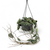 Hoya imbricata Zimmerpflanze im Anzuchttopf vor weißem Hintergrund, Produktfoto 5.