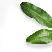 Hoya imperialis 'Red' leaf close-up on white background.