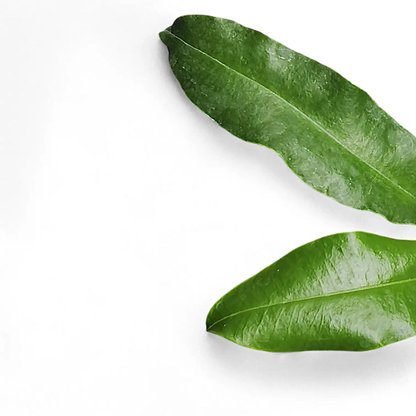 Hoya imperialis 'Red' – Blattdetail vor weißem Hintergrund..