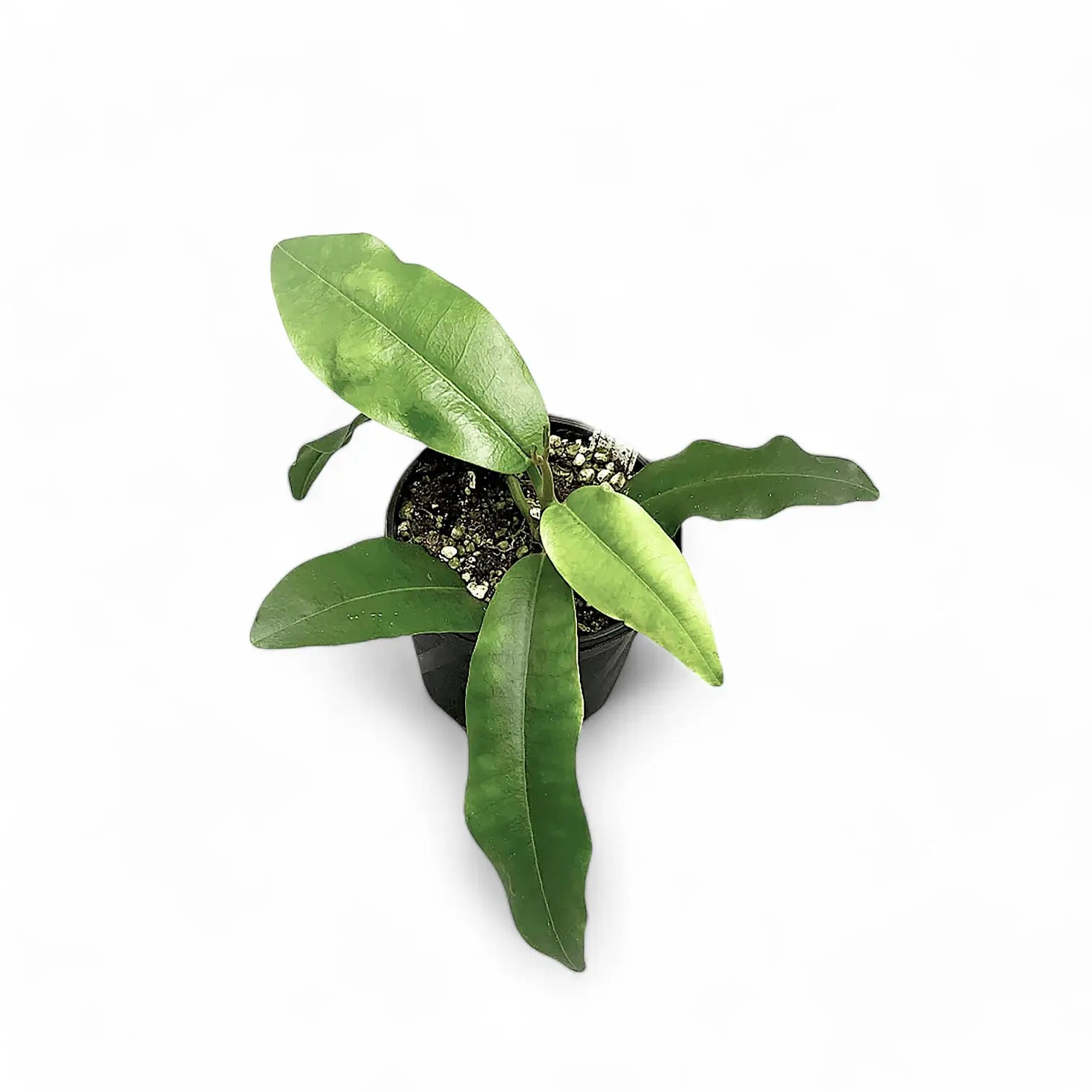 Hoya imperialis 'Red' potted houseplant in nursery pot on white background, product photo 2.