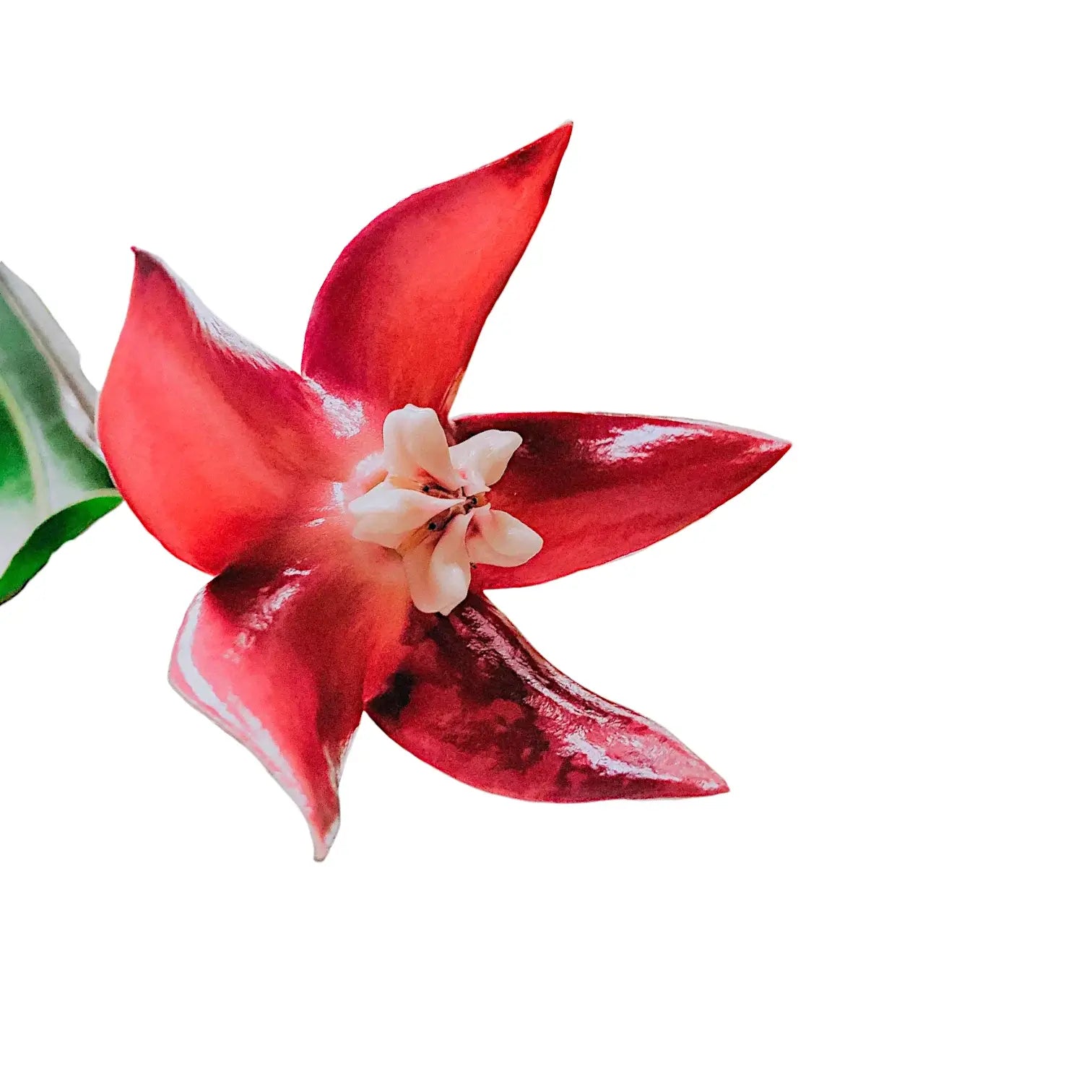 Hoya imperialis 'Red' potted houseplant in nursery pot on white background, product photo 4.