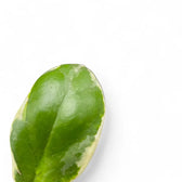 Hoya incrassata 'Eclipse' – Blattdetail vor weißem Hintergrund..