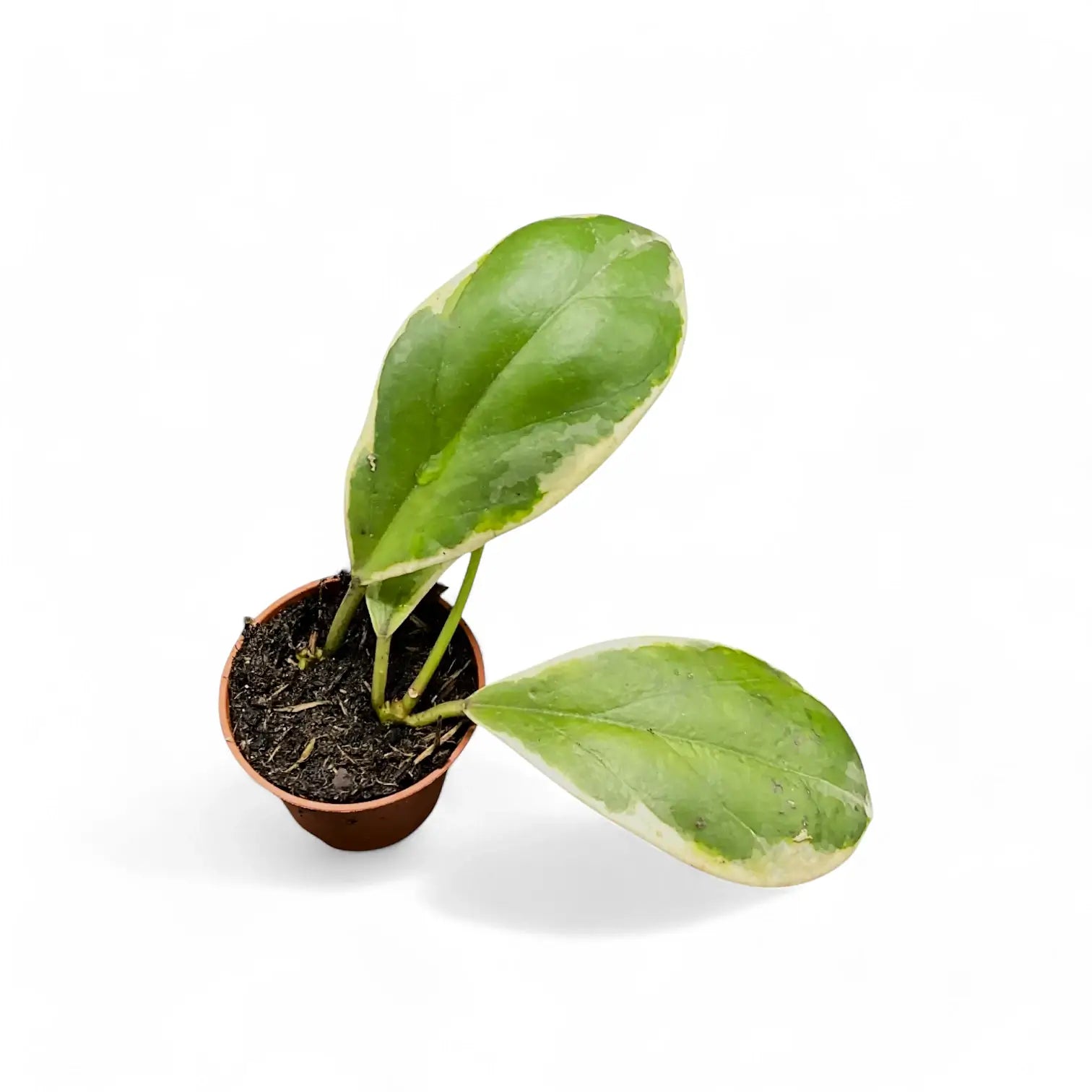 Hoya incrassata 'Eclipse' Zimmerpflanze im Anzuchttopf vor weißem Hintergrund, Produktfoto 2.