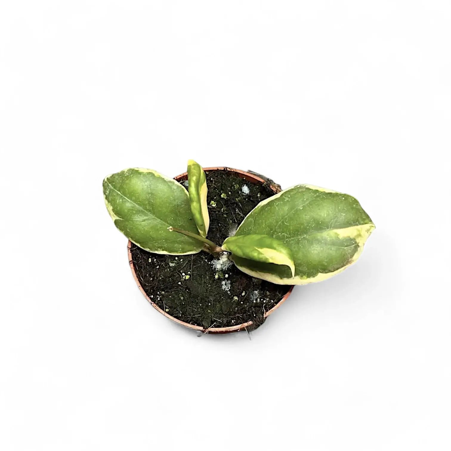 Hoya incrassata 'Eclipse' Zimmerpflanze im Anzuchttopf vor weißem Hintergrund, Produktfoto 6.