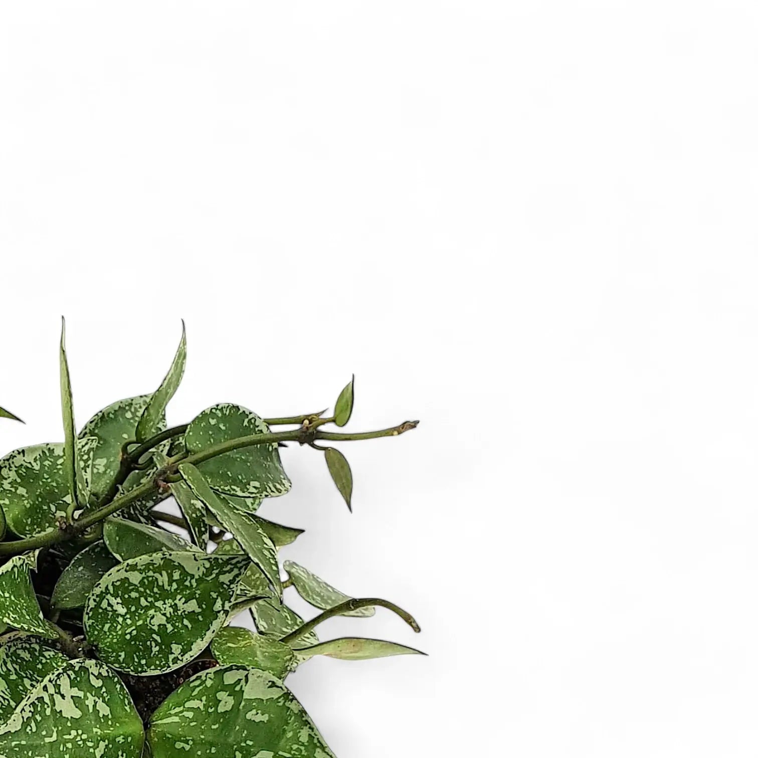 Hoya krohniana 'Splash' – Blattdetail vor weißem Hintergrund..