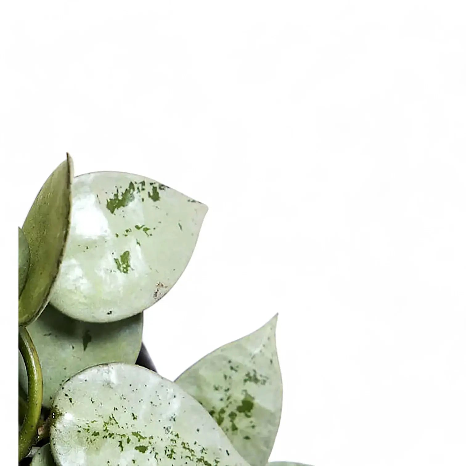 Hoya krohniana 'Super Silver' leaf close-up on white background.