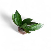 Hoya lacunosa 'Amarillo' Zimmerpflanze im Anzuchttopf vor weißem Hintergrund, Produktfoto 4.