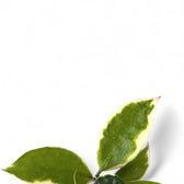 Hoya lacunosa 'Asami' – Blattdetail vor weißem Hintergrund..