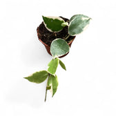 Hoya lacunosa 'Asami' Zimmerpflanze im Anzuchttopf vor weißem Hintergrund, Produktfoto 3.