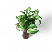 Hoya lacunosa ‘Bruno Tricolor’ potted houseplant in nursery pot on white background, product photo 2.