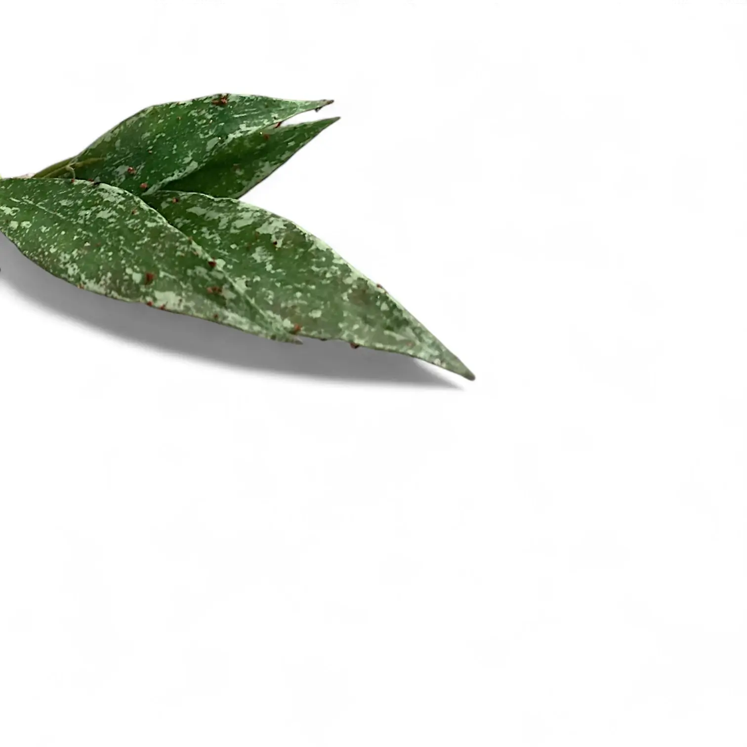 Hoya lacunosa 'Laos' leaf close-up on white background.