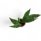 Hoya lacunosa 'Laos' potted houseplant in nursery pot on white background, product photo 2.