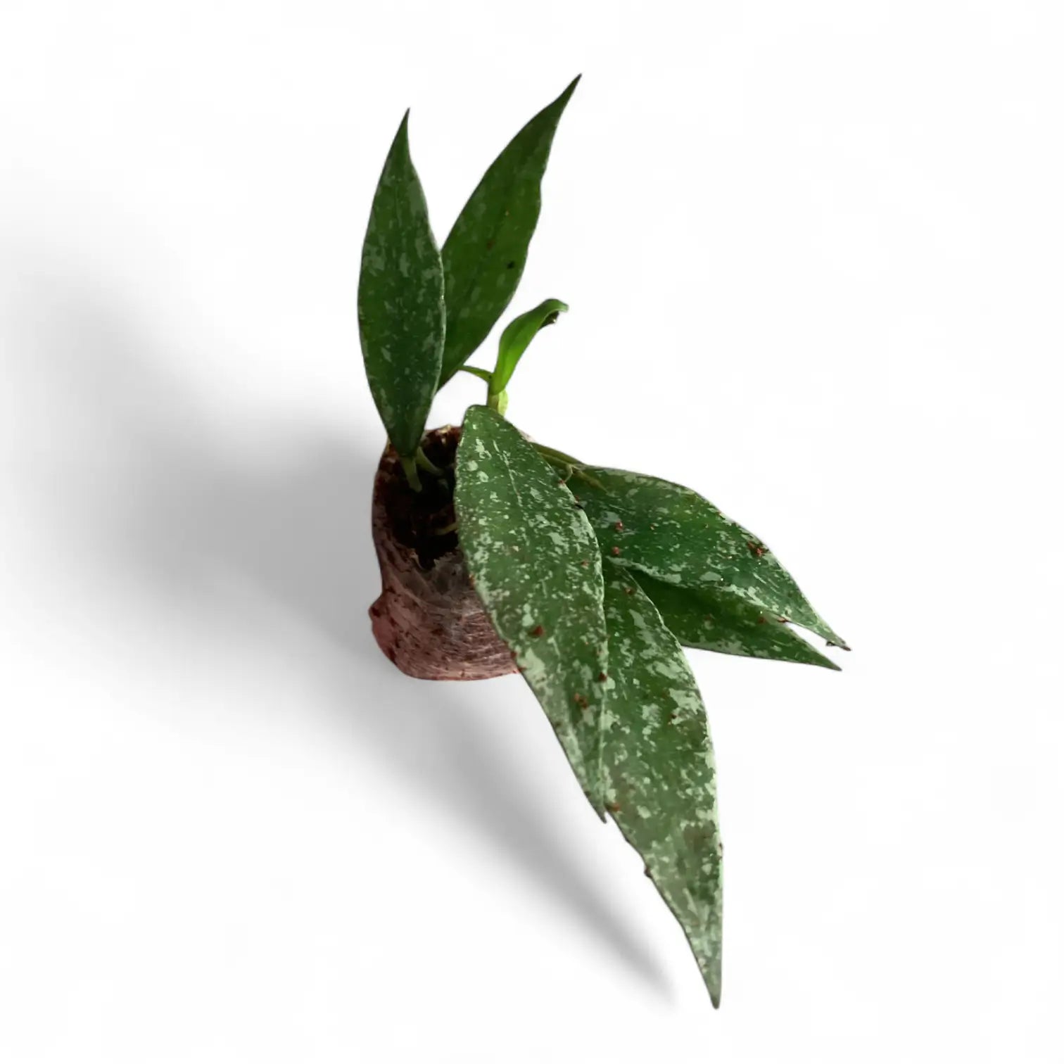 Hoya lacunosa 'Laos' potted houseplant in nursery pot on white background, product photo 3.