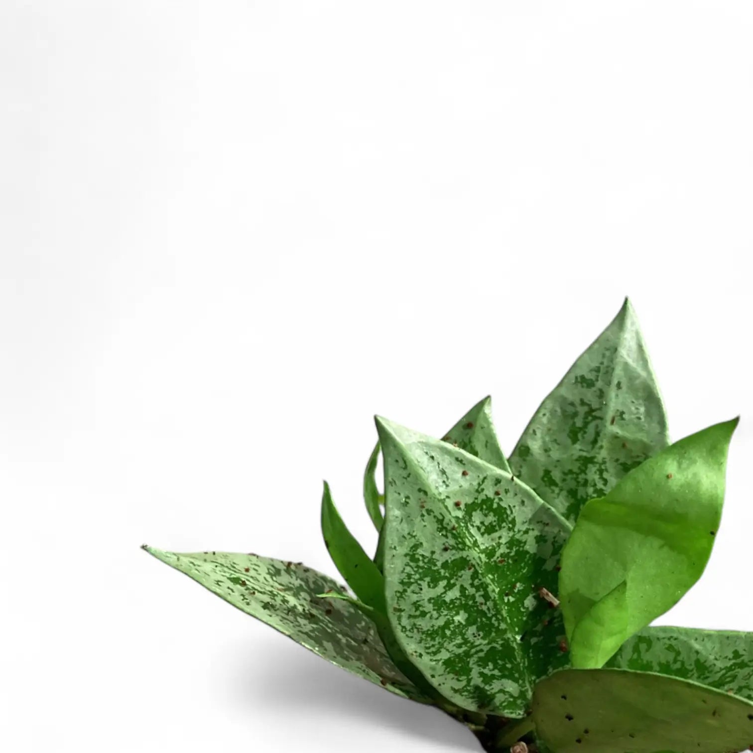 Hoya lacunosa 'Leopard Skin' leaf close-up on white background.
