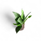 Hoya lacunosa 'Leopard Skin' potted houseplant in nursery pot on white background, product photo 3.