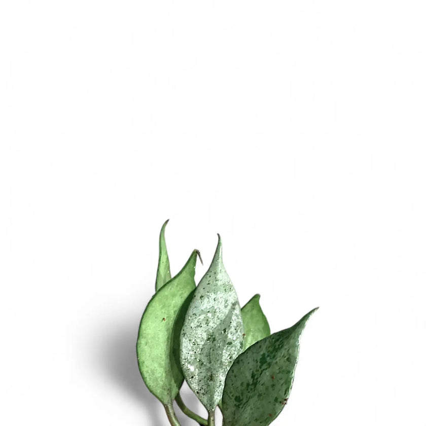 Hoya lacunosa 'Mint' – Blattdetail vor weißem Hintergrund..