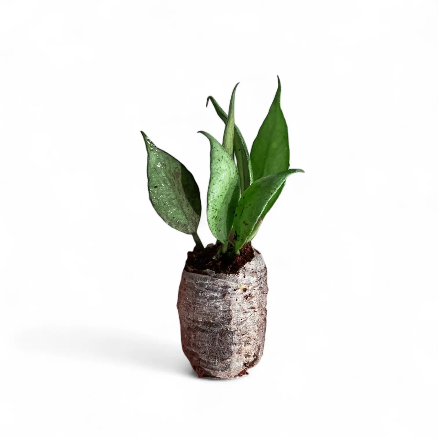 Hoya lacunosa 'Mint' potted houseplant in nursery pot on white background, product photo 2.