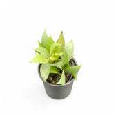 Hoya lacunosa 'Mint' potted houseplant in nursery pot on white background, product photo 5.