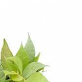 Hoya lacunosa 'Mint' potted houseplant in nursery pot on white background, product photo 6.