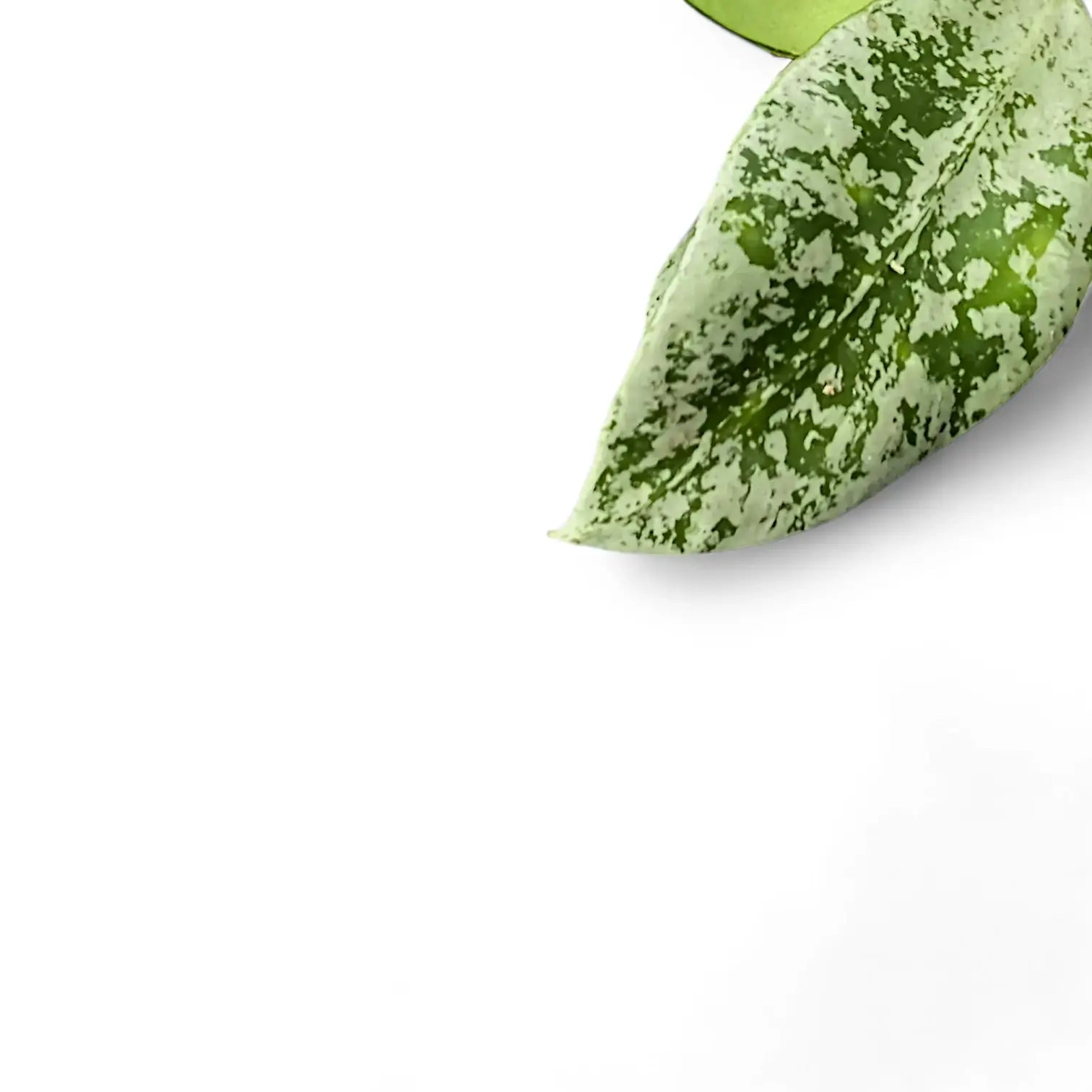 Hoya lacunosa 'Splash' leaf close-up on white background.