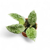 Hoya lacunosa 'Splash' potted houseplant in nursery pot on white background, product photo 3.