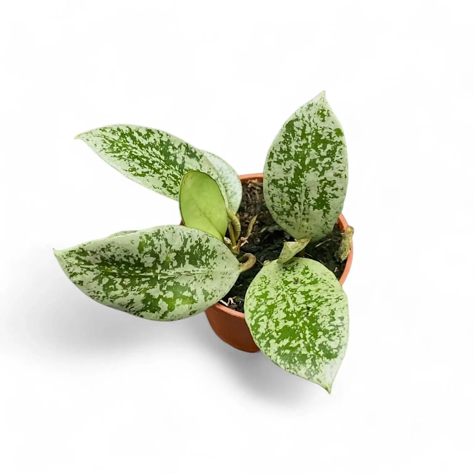 Hoya lacunosa 'Splash' potted houseplant in nursery pot on white background, product photo 3.