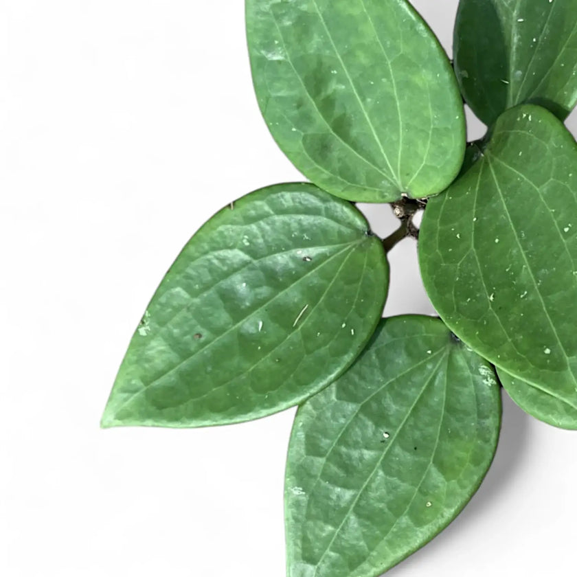 Hoya latifolia leaf close-up on white background.