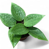 Hoya latifolia potted houseplant in nursery pot on white background, product photo 2.