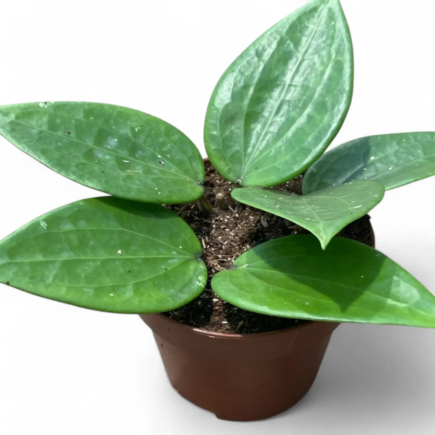 Hoya latifolia potted houseplant in nursery pot on white background, product photo 3.
