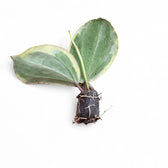 Hoya latifolia 'Albomarginata Round Leaf' potted houseplant in nursery pot on white background, product photo 3.