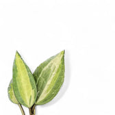 Hoya latifolia 'Pot of Gold' leaf close-up on white background.