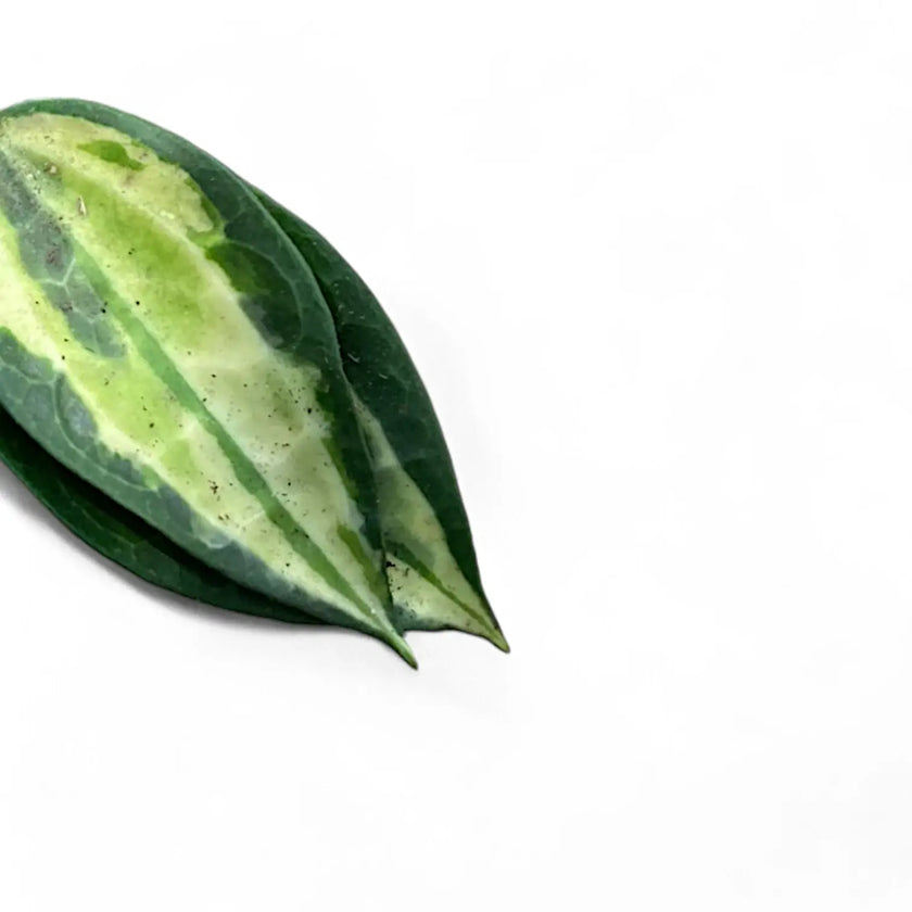 Hoya latifolia 'Pot of Gold' potted houseplant in nursery pot on white background, product photo 2.