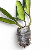 Hoya latifolia 'Pot of Gold' potted houseplant in nursery pot on white background, product photo 4.