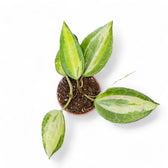 Hoya latifolia 'Pot of Gold' potted houseplant in nursery pot on white background, product photo 6.