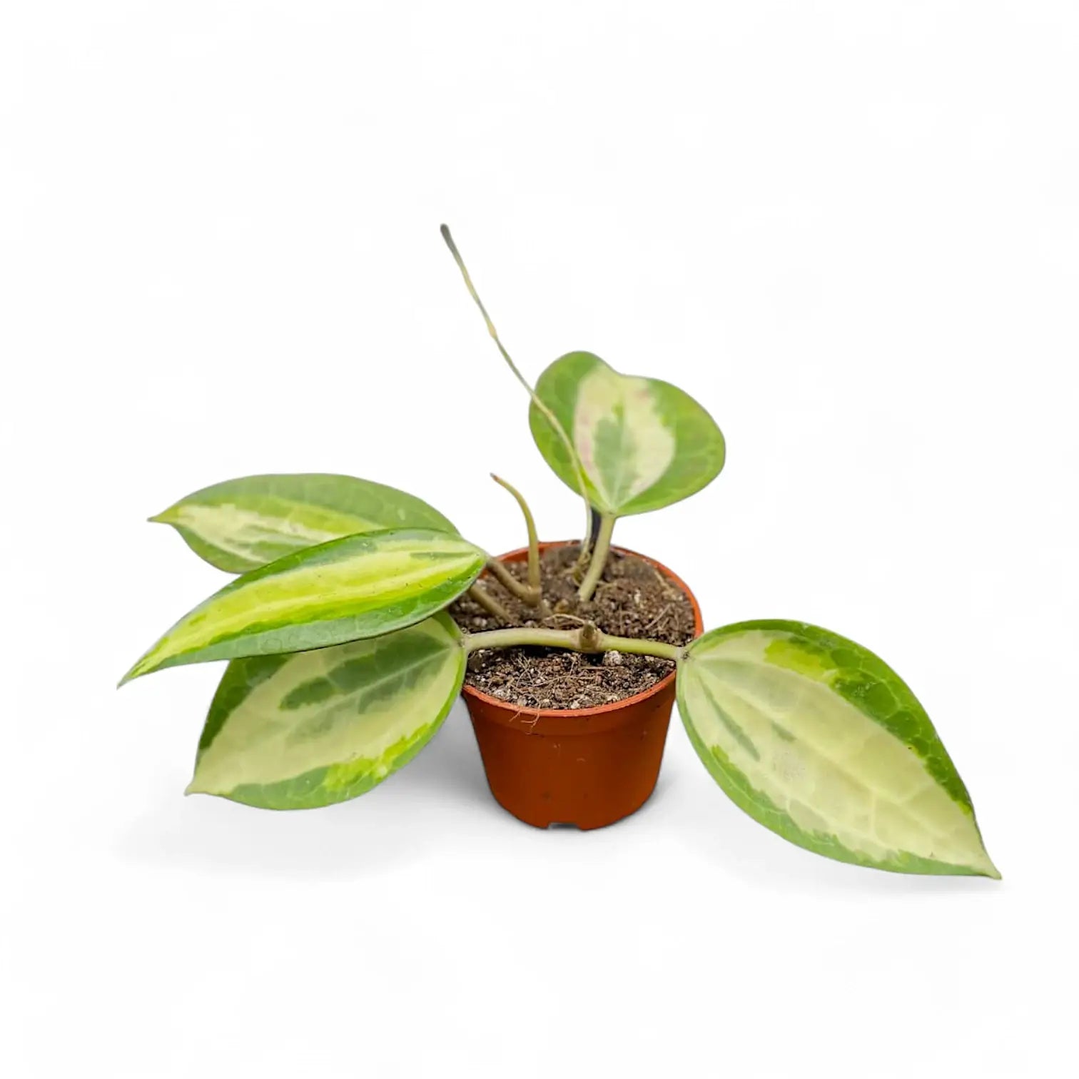 Hoya latifolia 'Pot of Gold' potted houseplant in nursery pot on white background, product photo 7.