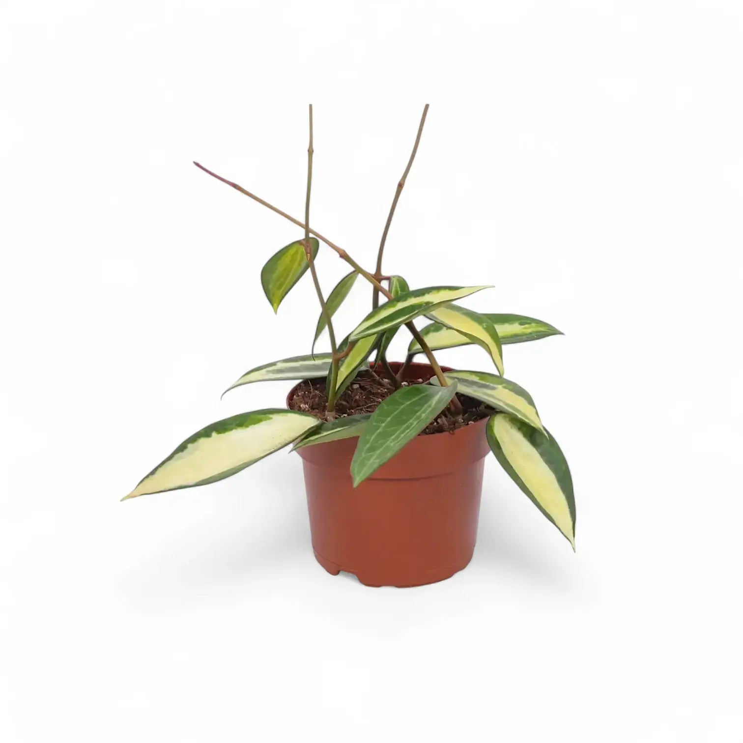 Hoya latifolia 'Pot of Gold' potted houseplant in nursery pot on white background, product photo 8.