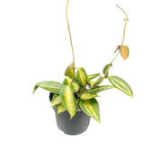 Hoya latifolia 'Pot of Gold' potted houseplant in nursery pot on white background, product photo 9.